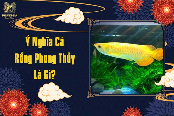 Ý Nghĩa Cá Rồng Phong Thủy Là Gi