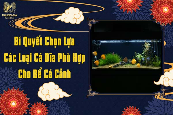 Bí Quyết Chọn Lựa Các Loại Cá Dĩa Phù Hợp Cho Bể Cá Cảnh