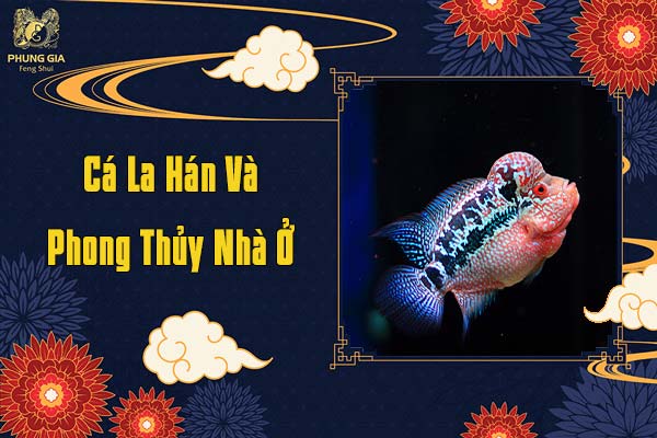 Cá La Hán Và Phong Thủy Nhà Ở