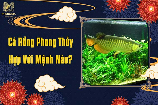 Cá Rồng Phong Thủy Hợp Mệnh Nào