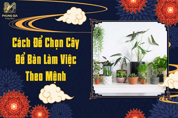 Cách Để Chọn Cây Để Bàn Làm Việc Theo Mệnh