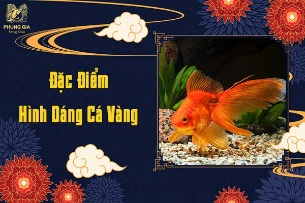 Đặc Điểm Hình Dáng Cá Vàng