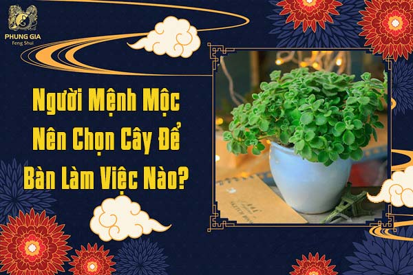 Người Mệnh Mộc Nên Chọn Cây Để Bàn Làm Việc Nào