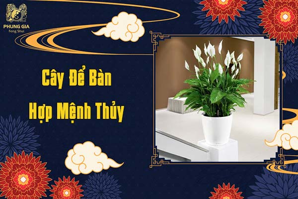 Cây Để Bàn Làm Việc Hợp Mệnh Thủy