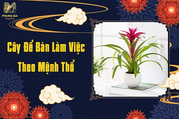 Cây Để Bàn Làm Việc Theo Mệnh Thổ