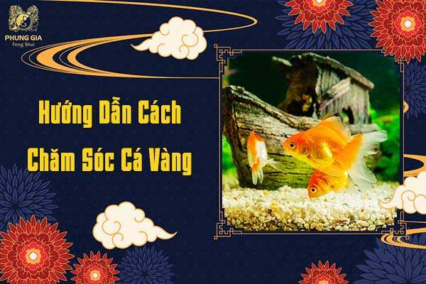 Hướng Dẫn Chăm Sóc Cá Vàng