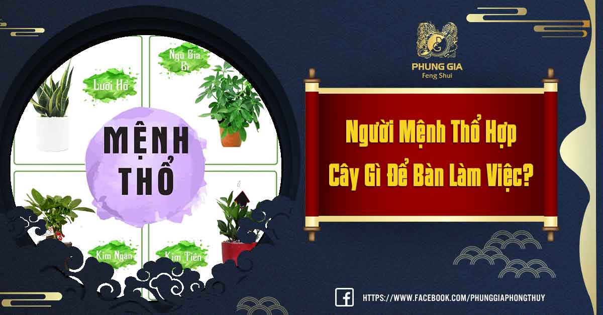 Mệnh Thổ Hợp Cây Gì Để Bàn