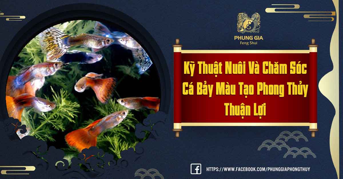 Cá Bảy Màu Theo Phong Thủy