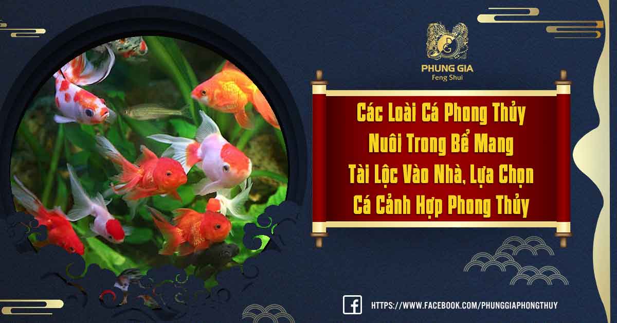 Các Loại Cá Cảnh Phong Thủy