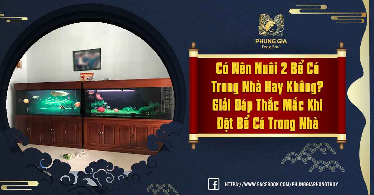 Có Nên Nuôi 2 Bể Cá Trong Nhà Hay Không