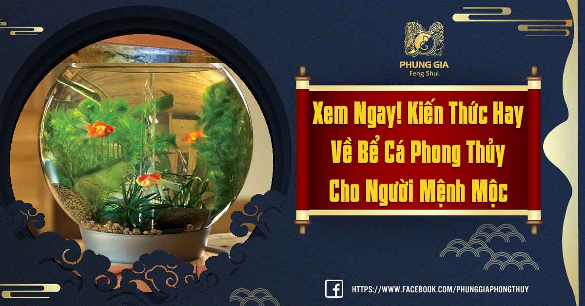 Bể Cá Phong Thủy Cho Người Mệnh Mộc