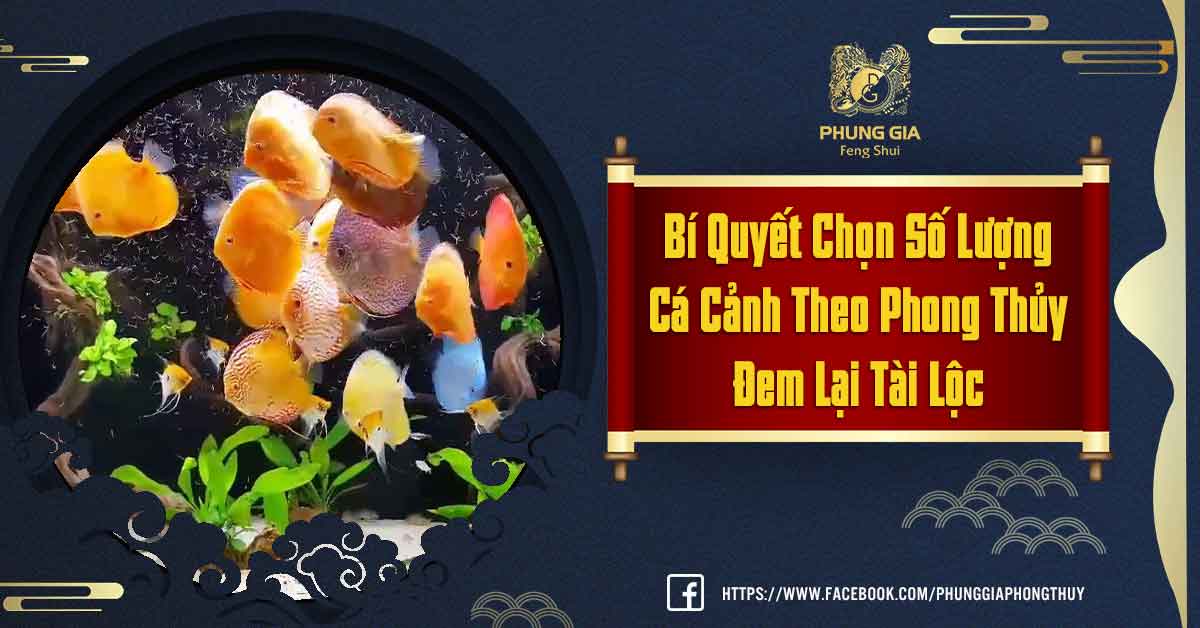 Số Lượng Cá Cảnh Theo Phong Thủy