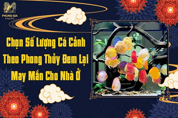 Số Lượng Cá Cảnh Theo Phong Thủy Đem Lại May Mắn Cho Nhà Ở