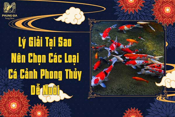 Lý Giải Tại Sao Nên Chọn Các Loại Cá Cảnh Phong Thủy Để Nuôi