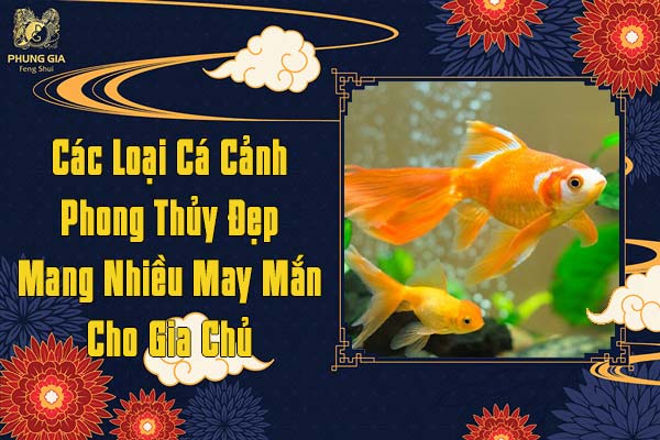 Các Loại Cá Cảnh Phong Thủy Đẹp Mang Nhiều May Mắn Cho Gia Chủ
