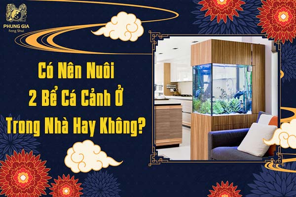 Có Nên Nuôi 2 Bể Cá Cảnh Ở Trong Nhà Hay Không
