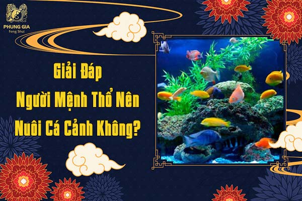 Giải Đáp Người Mệnh Thổ Nên Nuôi Cá Cảnh Không