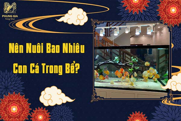 Nên Nuôi Bao Nhiêu Cá Trong Bể