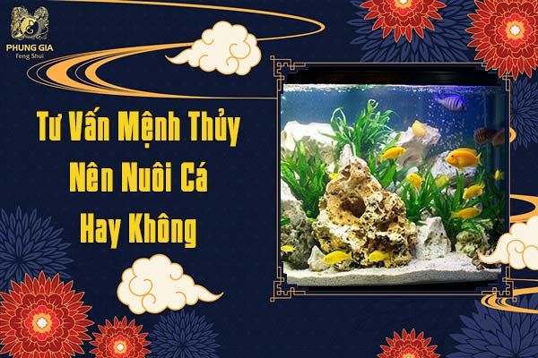 Tư Vấn Mệnh Thủy Nên Nuôi Cá Hay Không