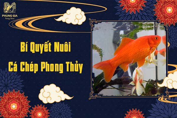 Bí Quyết Nuôi Cá Chép Phong Thủy