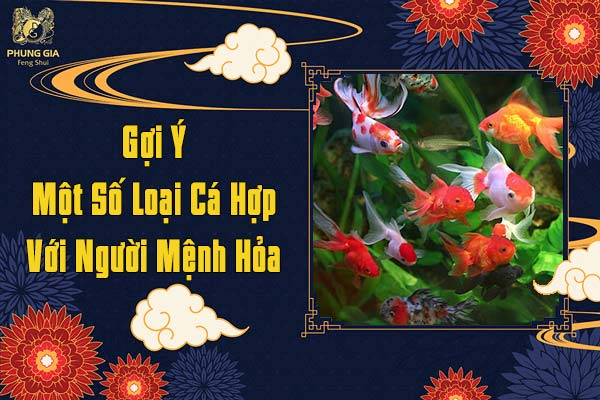 Gợi Ý Một Số Loài Cá Hợp Với Mệnh Hỏa