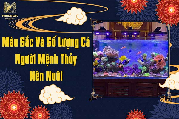 Màu Sắc Và Số Lượng Cá Người Mệnh Thủy Nên Nuôi