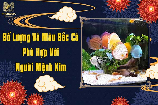 Số Lượng Và Màu Sắc Cá Phù Hợp Với Người Mệnh Kim
