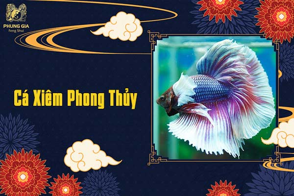 Cá Xiêm Phong Thủy