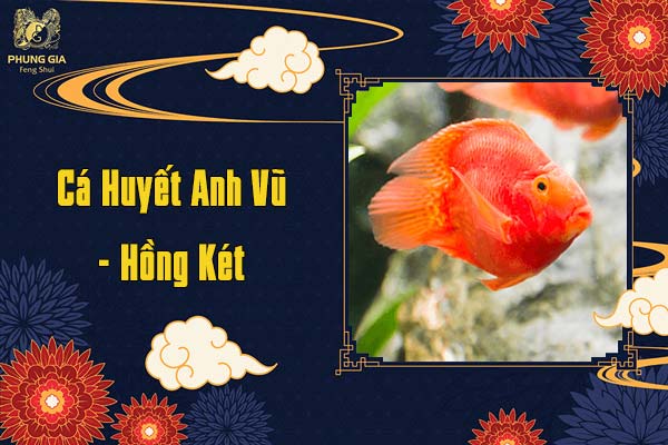 Cá Huyết Anh Vũ