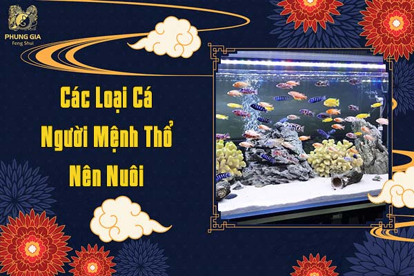 Các Loại Cá Người Mệnh Thổ Nên Nuôi