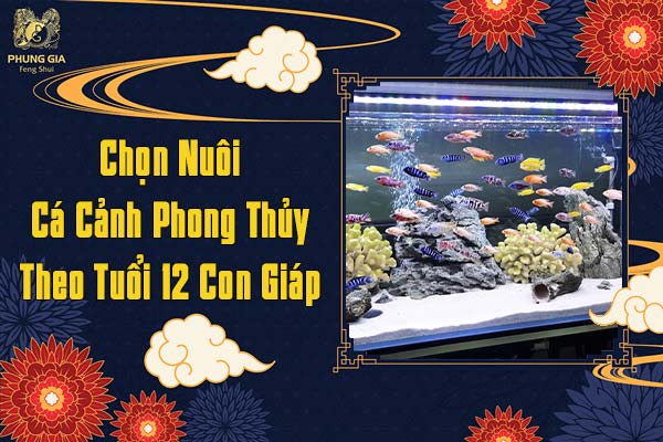 Chọn Nuôi Cá Cảnh Phong Thủy Theo Tuổi 12 Con Giáp