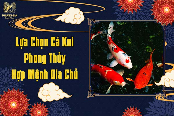 Lựa Chọn Cá Koi Phong Thủy Hợp Mệnh Gia Chủ