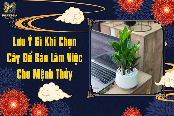 Lưu Ý Gì Khi Chọn Cây Để Bàn Làm Việc Cho Mệnh Thủy