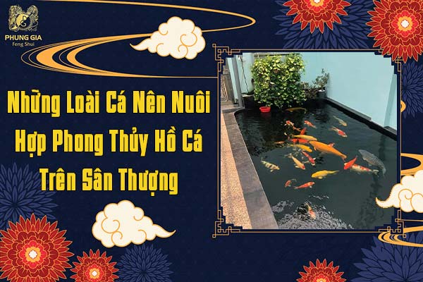Những Loài Cá Nên Nuôi Hợp Phong Thủy Hồ Cá Trên Sân Thượng