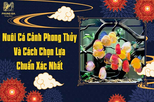 Nuôi Cá Cảnh Phong Thủy Và Cách Chọn Lựa Chuẩn Xác Nhất