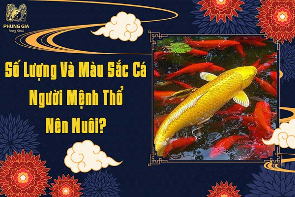 Số Lượng Và Màu Sắc Cá Người Mệnh Thổ Nên Nuôi
