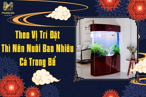 Theo Vị Trí Đặt Thì Nên Nuôi Bao Nhiêu Cá Trong Bể
