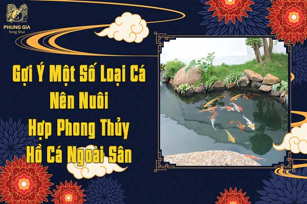 Một Số Loài Cá Nên Nuôi Hợp Phong Thủy Hồ Cá Ngoài Sân