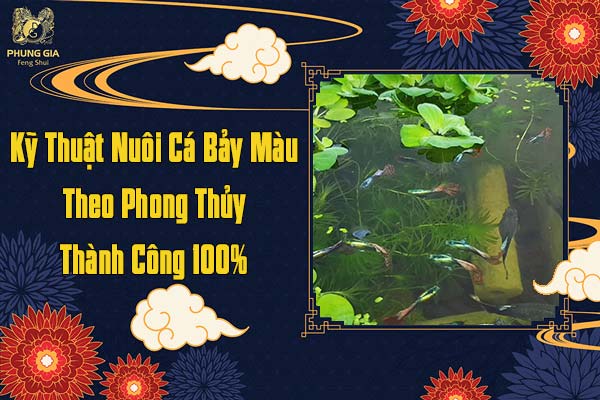 Kỹ Thuật Nuôi Cá Bảy Màu Theo Phong Thủy Thành Công