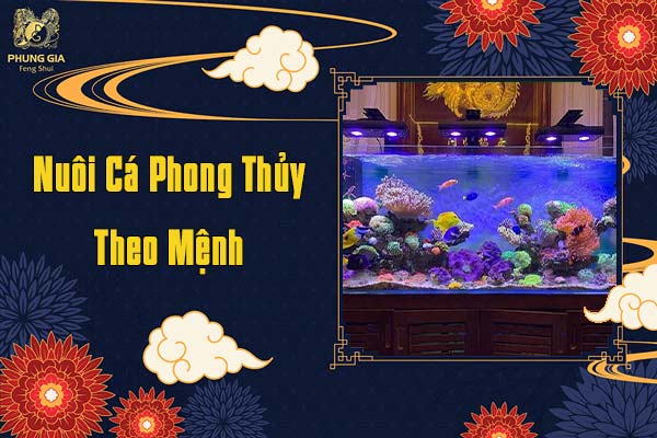 Nuôi Cá Phong Thủy Theo Mệnh