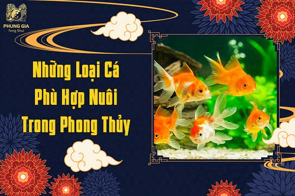 Những Loại Cá Phù Hợp Nuôi Trong Phong Thủy