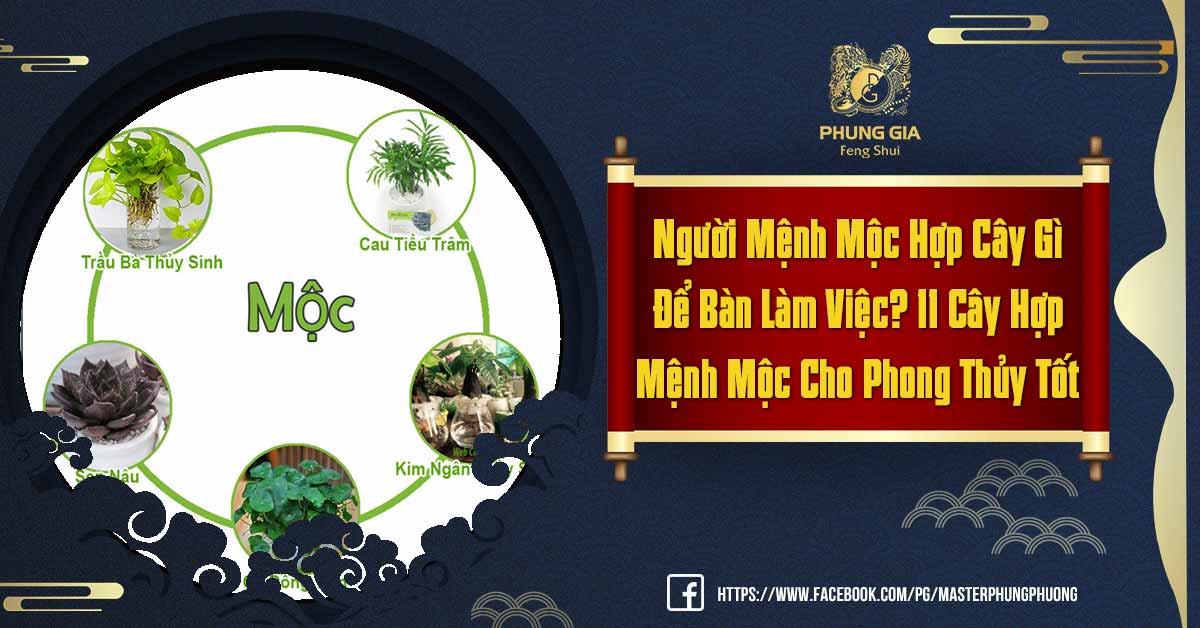 Người Mệnh Mộc Hợp Cây Gì Để Bàn