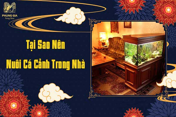 Tại Sao Nên Nuôi Cá Cảnh Trong Nhà