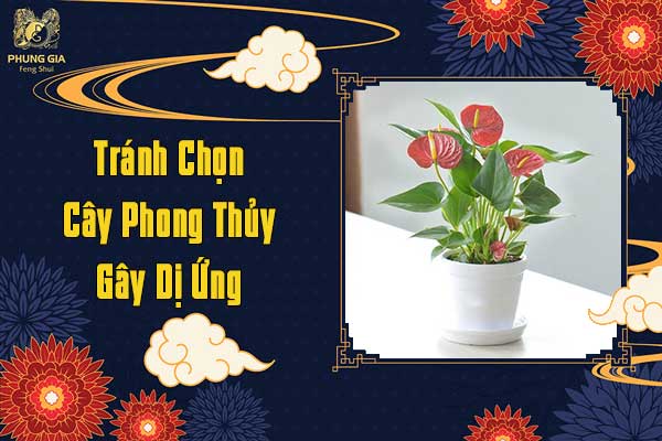 Tránh Chọn Cây Phong Thủy Gây Dị Ứng