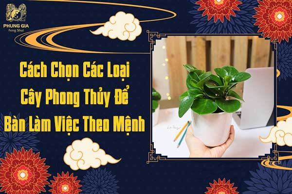 Cách Chọn Các Loại Cây Phong Thủy Để Bàn Làm Việc Theo Mệnh