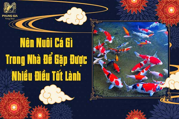Nên Nuôi Cá Gì Trong Nhà Để Gặp Được Nhiều Điều Tốt Lành