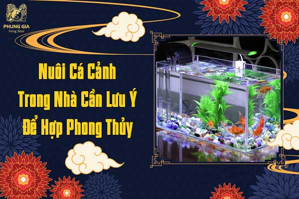 Nuôi Cá Cảnh Trong Nhà Cần Lưu Ý Để Hợp Phong Thủy