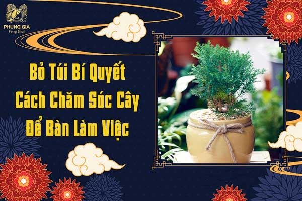 Bỏ Túi Bí Quyết Cách Chăm Sóc Cây Để Bàn Làm Việc
