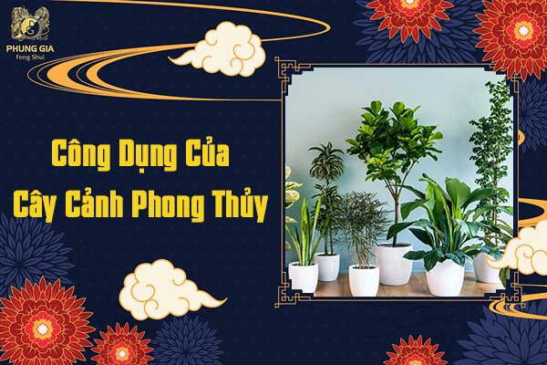 Công Dụng Của Cây Cảnh Phong Thủy