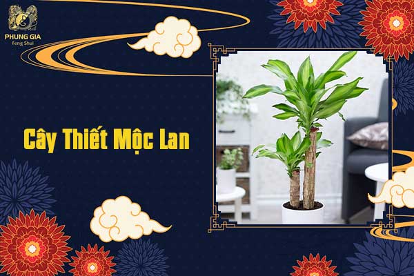 Cây Thiết Mộc Lan
